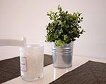 Plants: image 11 of 11 thumb
